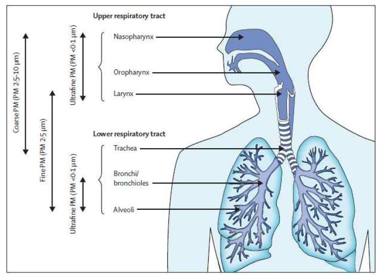 미세먼지의 호흡기 침착