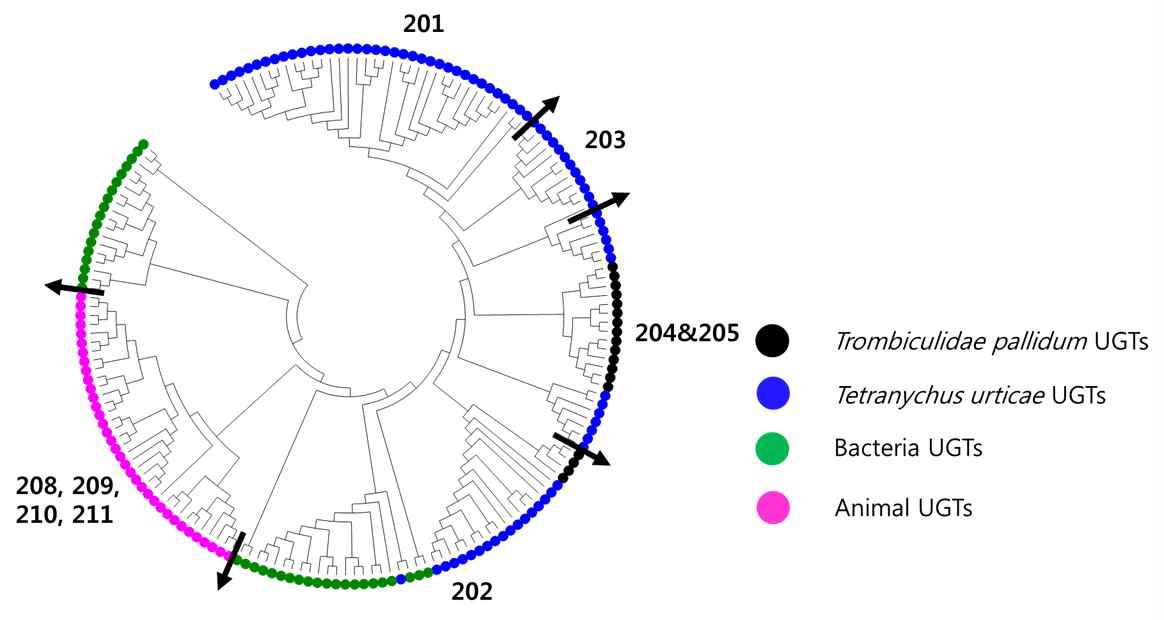 Neighbor-joing 기법을 이용한 응애류 UGT 계통분지도