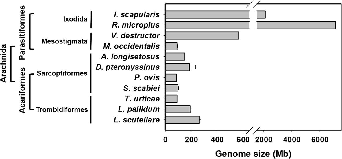 Comparison of the genome sizes of arachnids