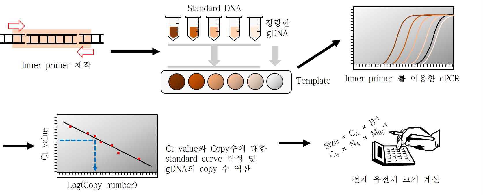 유전체 크기 추정을 위한 실험과정