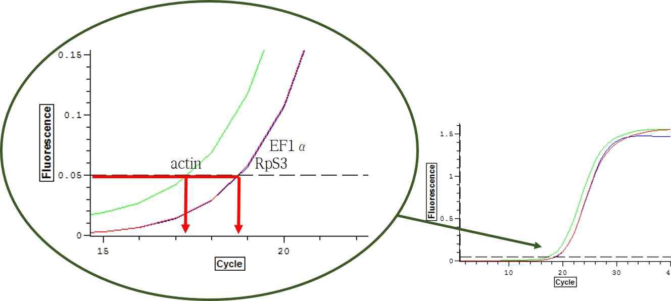 털진드기의 actin, EF1α, RpS3에 대한 qPCR graph