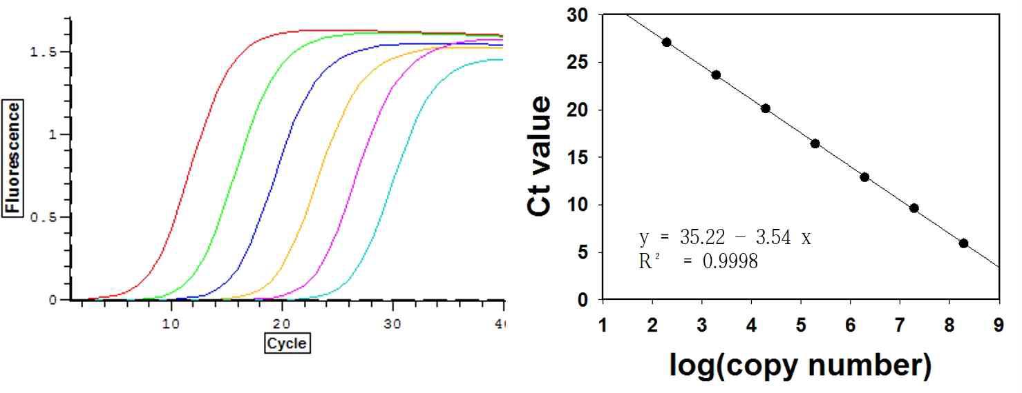 털진드기 Standard DNA 증폭곡선과 standard curve