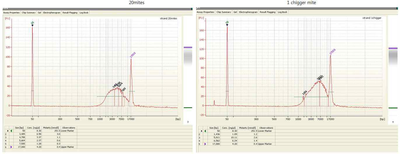 Whole genome amplification 결과