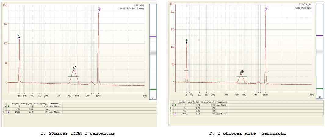 TruSeq sample preparation kit을 통해 얻어진 Paired-end library의 Bioanalyser DNA 1000 assay 결과