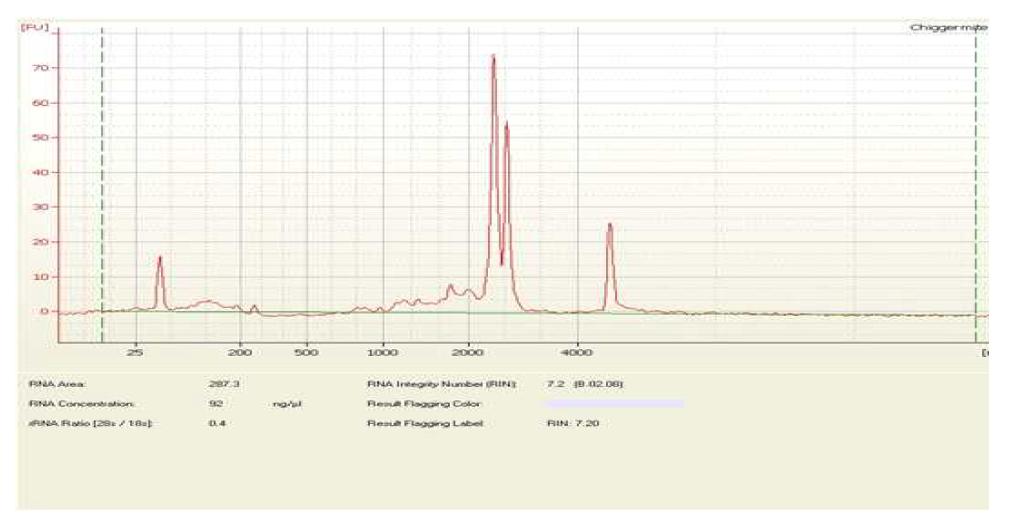 털진드기 유충으로부터 추출한 total RNA의 QC 결과