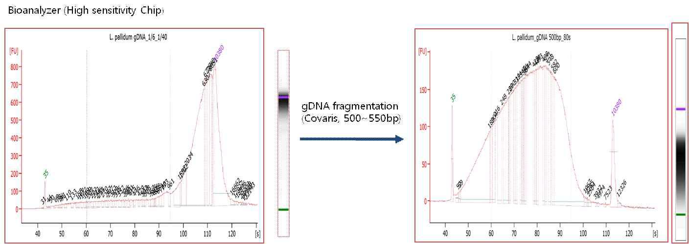 털진드기 gDNA MiSeq paired-end Sample QC graph