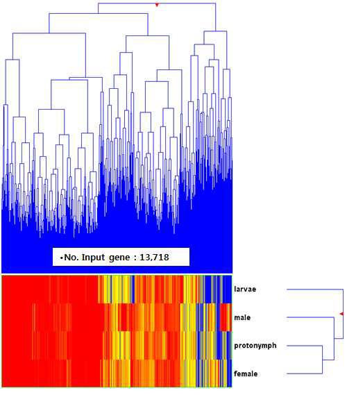 털진드기 전사체 라이브러리의 hierarchical clustering