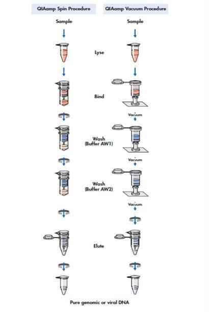 The QIAamp DNA Blood Mini Spin and Vacuum Procedure