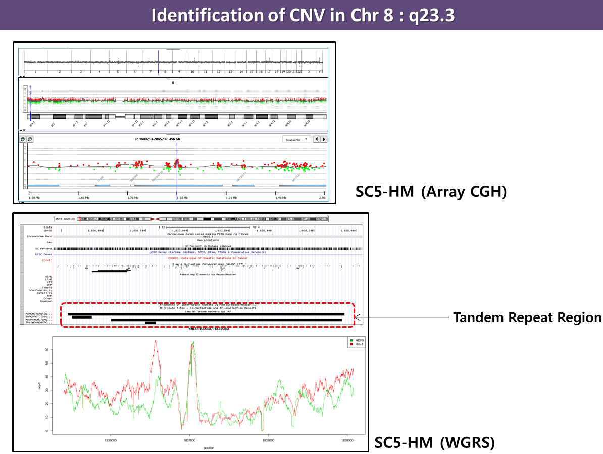 chromosome 8번에 대한 tandem repeat region