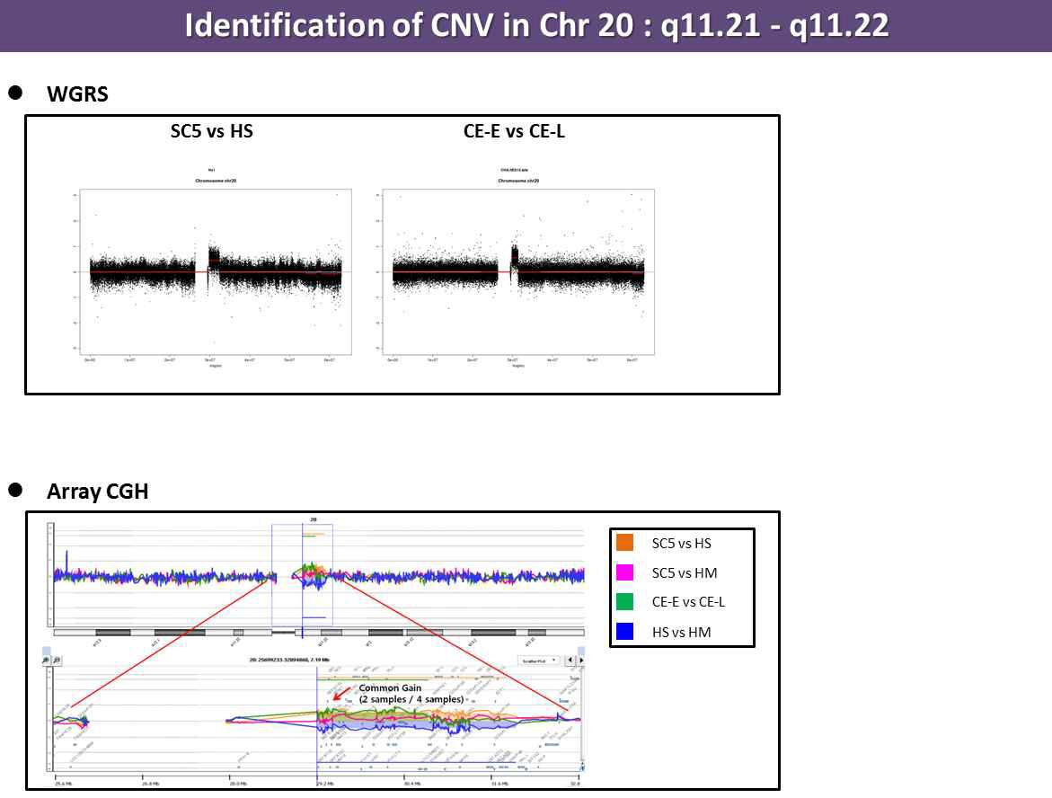 chromosome 20번에 대한 CNV 확인 결과