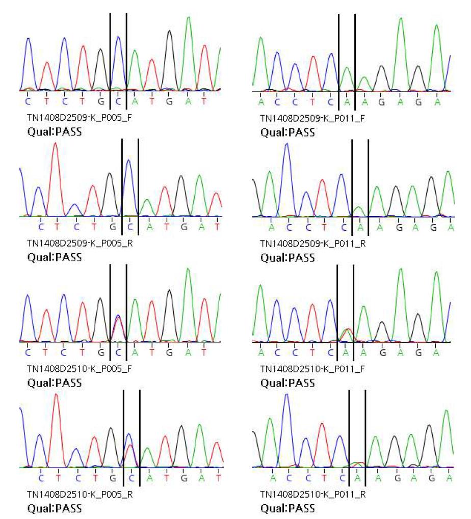 Sanger sequencing chromatogram 확인 결과(일부)