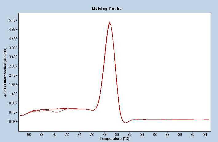 RT qPCR Melting Peak (일부)