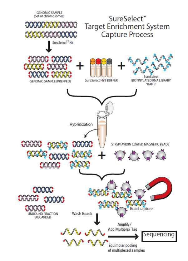 애질런트 Sureselect V4+UTRs 키트를 이용한 엑솜캡쳐 과정