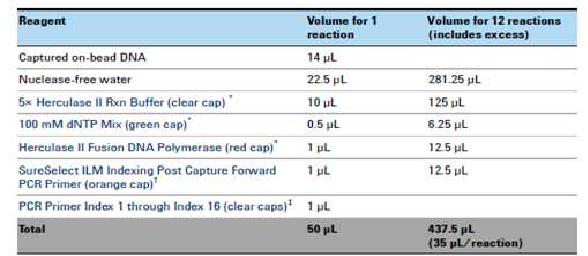 Post-hybridization amplification을 위한 PCR 조성물