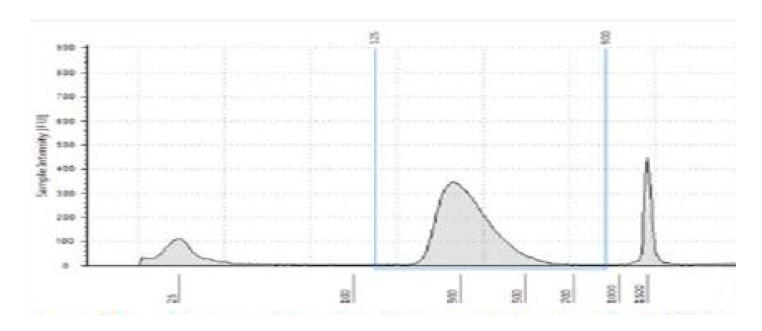 2100 Bioanalyzer을 이용한 amplified library DNA pattern 확인