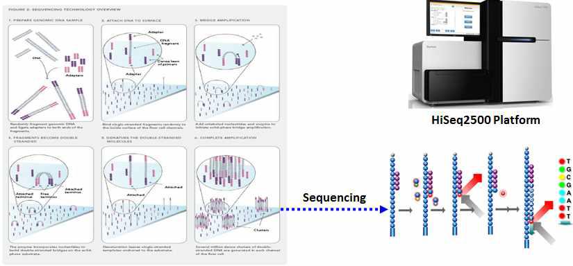 DNA Library에 대한 Cluster generation 및 100-bp paired-end sequencing