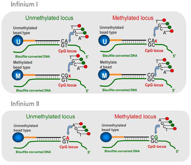 Infinium I 방법과 Infinium II 방법에 대해 도식화