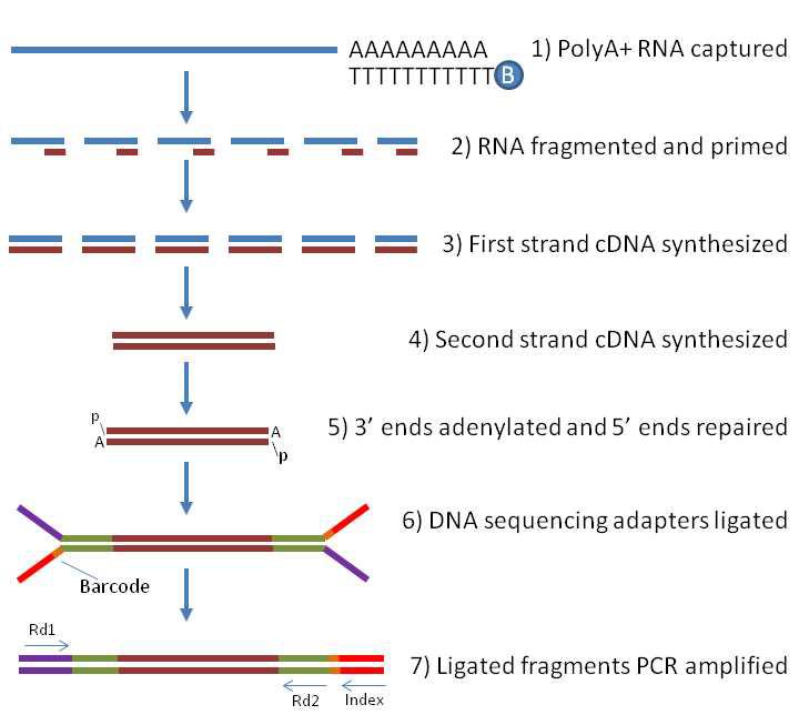 RNA sequencing 캡쳐 시스템 도식화