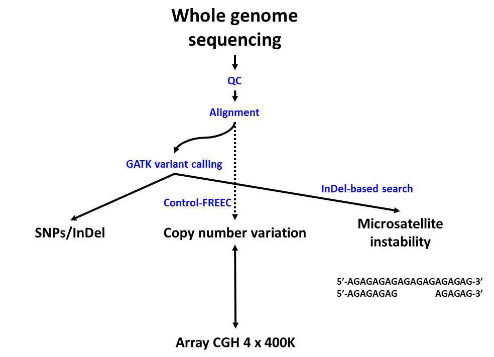 기 보유하고 있는 배아 및 역분화 줄기세포 주 Whole genome Sequencing 데이터의 실험 디자인