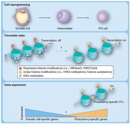 Epigenetic regulation of pluripotency-specific genes in cell reprogramming