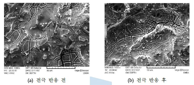 SEM 분석 (×1000)