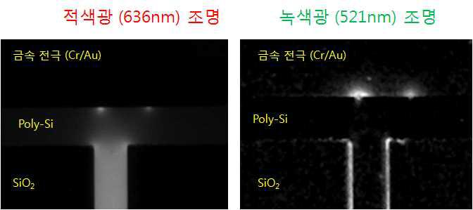 적색광 조명과 녹색광 조명에 의한 poly-Si 마이크로 저항의 발열분포