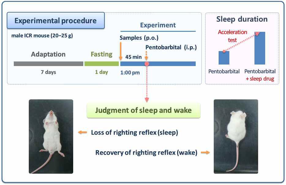 Protocol of pentobarbital-induced sleep behaviour test in mice