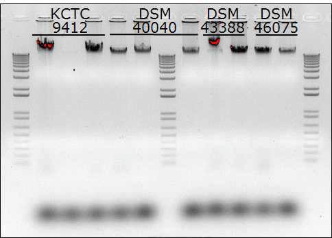 각 균주에서 분리된 genomic DNA 전기영동