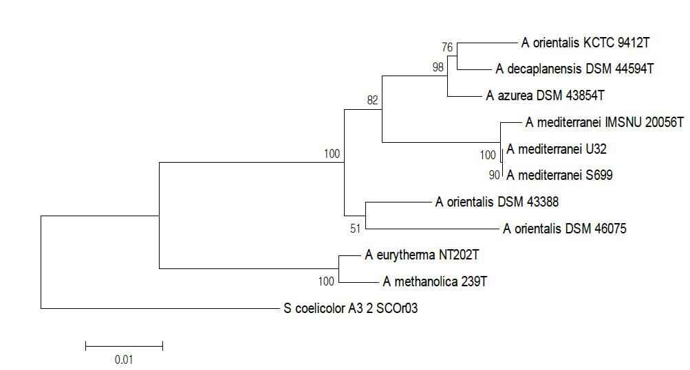 선별된 Amycolatopsis 종의 16S rRNA gene-based phylogenetic tree