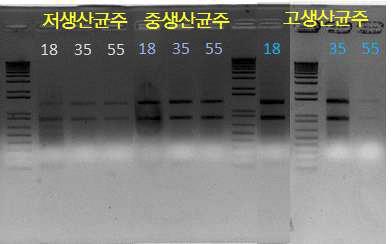 각 균주에서 추출된 total RNA 전기영동.