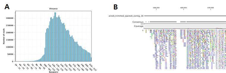 NGS read mapping 기능을 이용한 RNA-Seq read의 처리 결과. A, paired read distance distribution. B, aligned read.