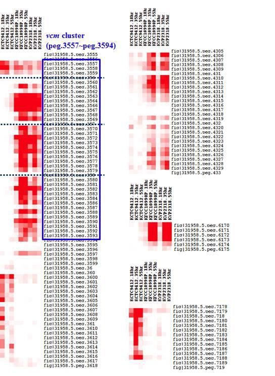 표준화된 발현 수치의 Heatmap.