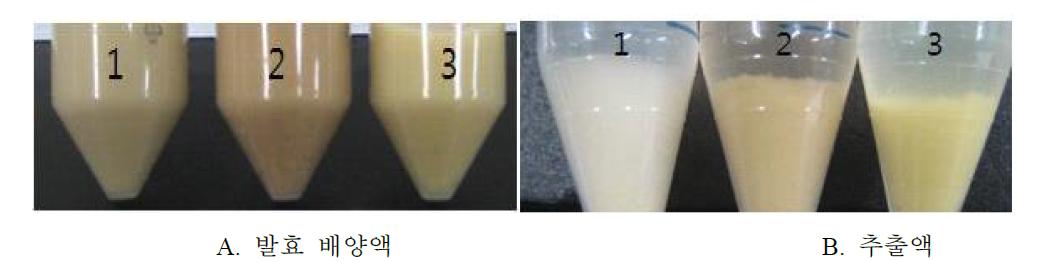 배양액 및 추출액의 색도 비교, 1. Δeco double crossover, 2. Δeco single cross over, 3. Wild-type