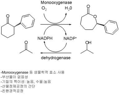 생촉매를 이용한 Baeyer-Villiger 산화반응