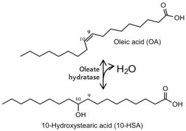 올레산 수화효소에 의한 촉매반응식