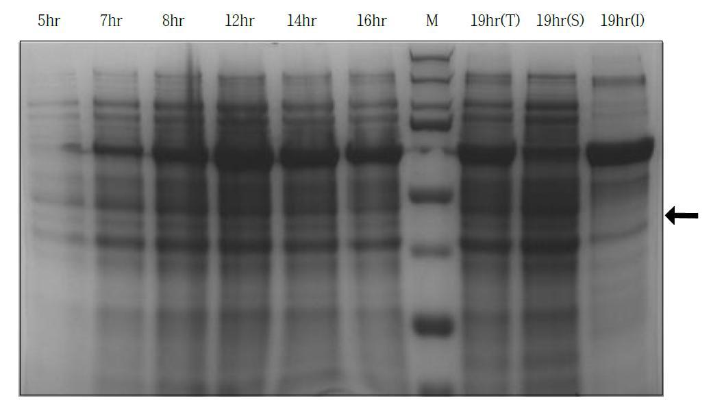 단백질 전기영동 결과. Lane 1: 배양 5시간 샘플, Lane 2: 배양 7시간 샘플, Lane 3: 배양 8시간 샘플, Lane 4: 배양 12시간 샘플, Lane 5: 배양 14시간 샘플, Lane 6: 배양 16시간 샘플, Lane 7: protein size marker, Lane 8: 배양 19시간 샘플의 총 단백질, Lane 9: 배양 19시간 샘플의 수용성 단백질, Lane 10: 배양 19시간 샘플의 불용성 단백질, ←: 발현된 OleH(올레산 수화효소)