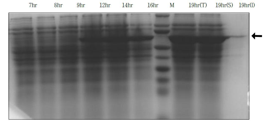 단백질 전기영동 결과. Lane 1: 배양 7시간 샘플, Lane 2: 배양 8시간 샘플, Lane 3: 배양 9시간 샘플, Lane 4: 배양 12시간 샘플, Lane 5: 배양 14시간 샘플, Lane 6: 배양 16시간 샘플, Lane 7: protein size marker, Lane 8: 배양 19시간 샘플의 총 단백질, Lane 9: 배양 19시간 샘플의 수용성 단백질, Lane 10: 배양 19시간 샘플의 불용성 단백질, ←: 발현된 OleH(올레산 수화효소)
