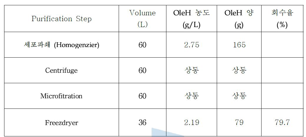 OleH 분리정제 후 단백질 농도 및 회수율