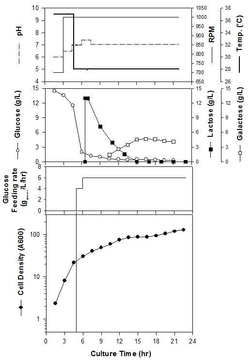 MG1655(DE3)//pKPM::CBD-Lk-OleH-H6의 유가식 배양 결과