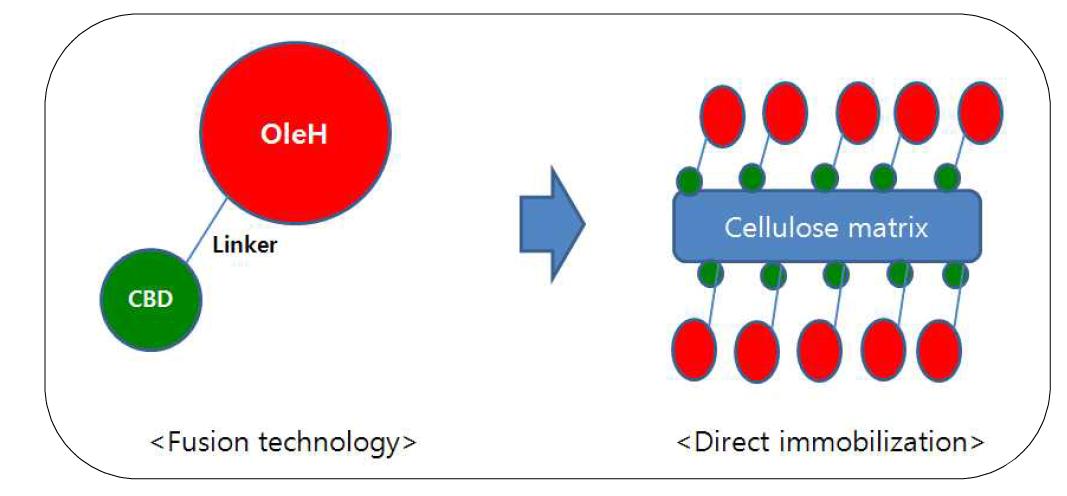 Fusion technology를 이용한 OleH의 cellulose matrix에 고정화원리