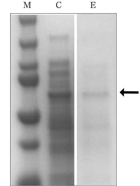 단백질 전기영동 결과. Lane 1: protein size marker, Lane 2: 아비셀에 고정되기 전 수용성의 단백질, Lane 3: 아비셀에 고정된 올레산 수화효소