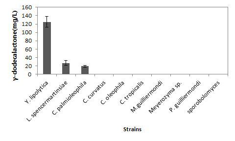 균주별 γ-dodecalactone 생산량 비교