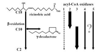 Y. lipolytica의 β-oxidation 관련 유전자의 지방산으로부터 락톤 생산모식도