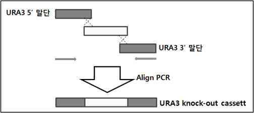 URA3 knock-out cassette 제작 모식도