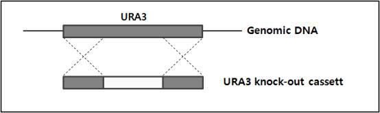URA3 유전자의 knock-out 모식도