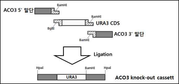 ACO3 knock-out cassette 제작 모식도