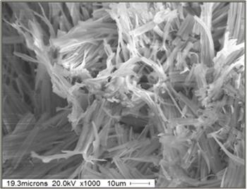 Aldrich Silver Lactate 시약 SEM image