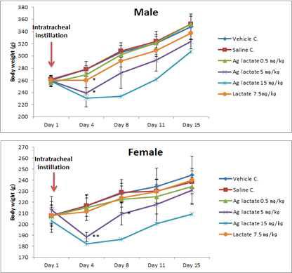 젖산은을 이용하여 기도내 투여 후 체중 변화
