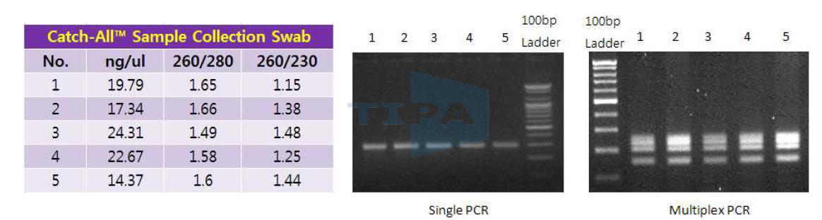 단일 및 다중 PCR 수행 결과