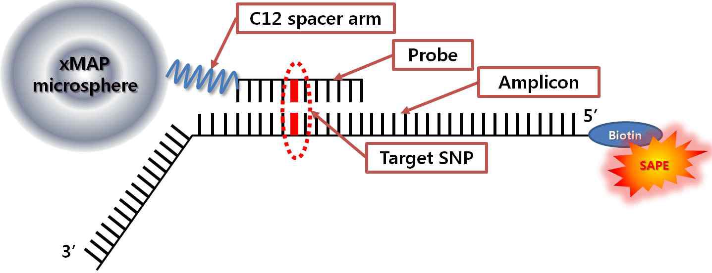 xMAP microsphere(Bead)와 프라이머, 프로브 및 PCR 증폭 산물간의 반응 모식도